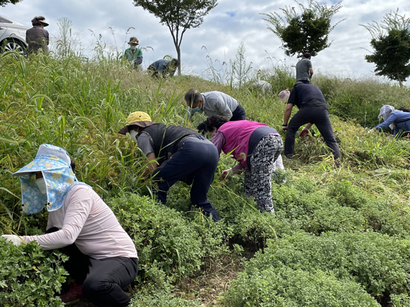 소이주민자치위원들이 국화동산에서 잡초를 제거하고 있다.