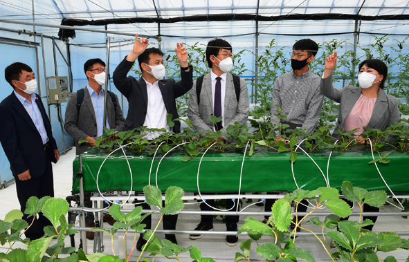 딸기.수박 연중 생산을 위한 고설베드 시설을 점검하고 있는 농업기술원 관계자들 모습.