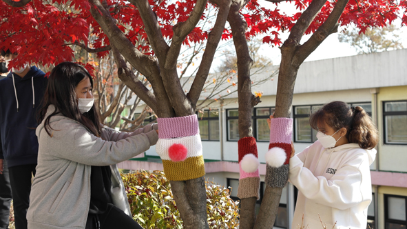부윤초 6학년 학생들이 '직접 뜬 모자'를 학교 나무에 씌우고 있다.