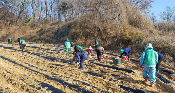 삼성 남여새마을회원들이 감자를 심고 있다.