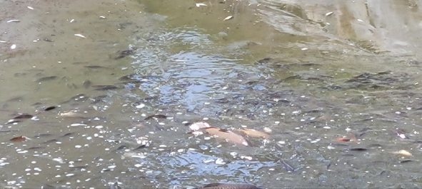 경호정 연못에 물이 빠지며 물고기들이 죽어가고 있다.