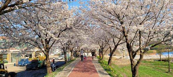 꽃비가 날리는 응천십리벚꽃길을 걷는 방문객들 모습.
