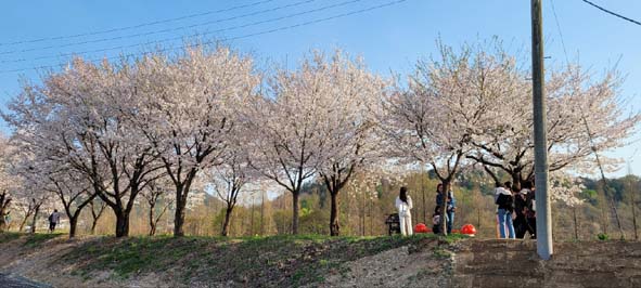 응천십리벚꽃길에 만개한 벚꽃을 구경하는 주민들 모습.