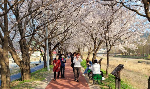 응천십리벚꽃길을 걷는 주민들 모습.