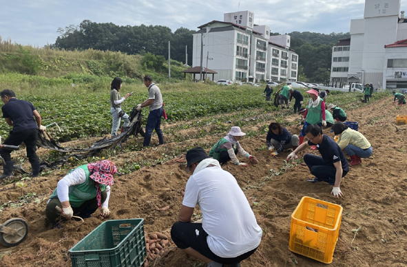 맹동 남여새마을회원들이 고구마를 수확하는 모습.