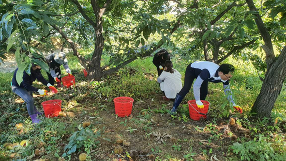 소이면행정복지센터 직원들이 농촌일손돕기 일환으로 밤따기를 전개하고 있다.