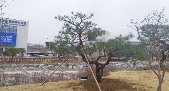 차주원 전 충북적십자 회장이  음성읍행정복지센터 입구에 기증한 소나무 모습.