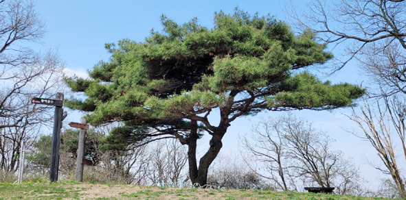 ▲마이산 정상 소나무 모습.