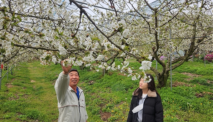 체리 꽃이 만발해 있는 나무 아래서 두 사람이 꽃을 바라보고 있다.