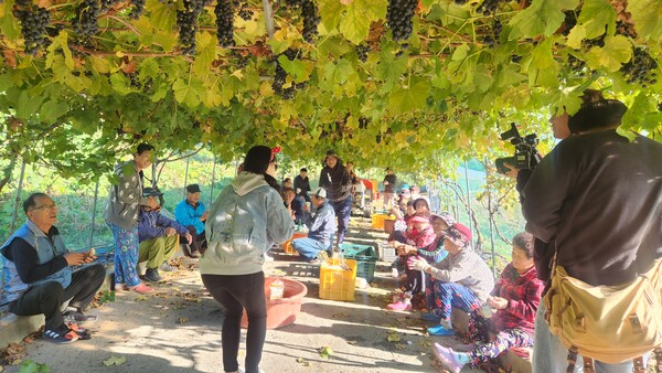 마을주민들이 KBS 촬영팀과 함께 머루를 수확하고 있다.(사진제공. 소이면행정복지센터 김용관 부면장)