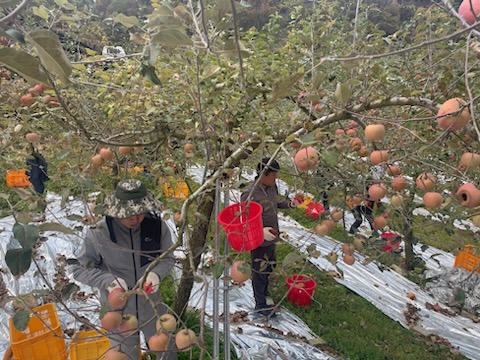 원남면 직원들이 사과과수원에서 사과수확 일손돕기를 하고 있다.  
