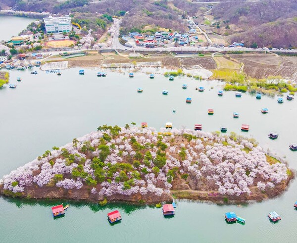 진천 벚꽃섬